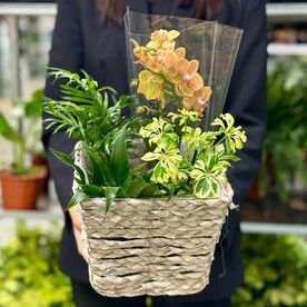 Микс в кашпо №4