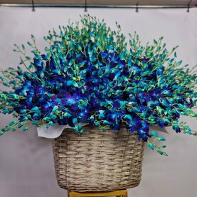 Синяя вечность