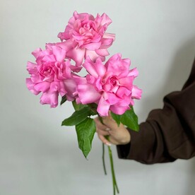 3 розовые французские розы