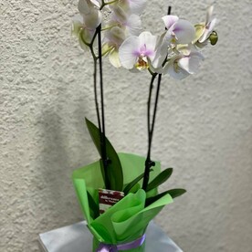 Фаленопсис