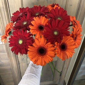 БУКЕТ ИЗ 15 ГЕРБЕР