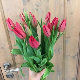 Тюльпан красный