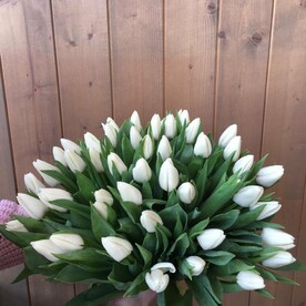 Тюльпан белый