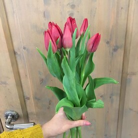 Тюльпаны 9 шт