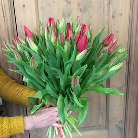 Тюльпан красный