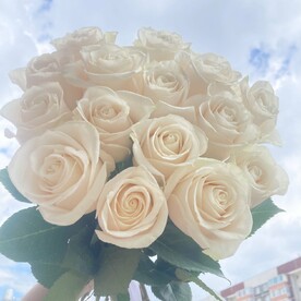 Белые 15 роз (Эквадор) под ленту