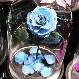 Голубая «Люкс» Роза в колбе в подарочной коробке- живет 5 лет. 32 см