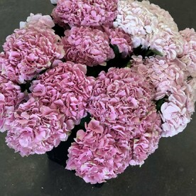 15 розовых гортензий