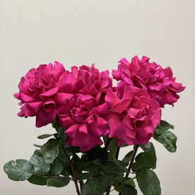 Роза малиновая 9шт