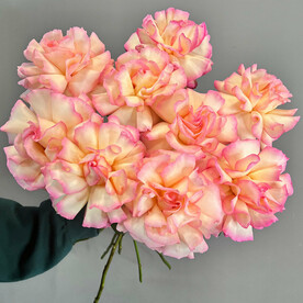 Французские розы