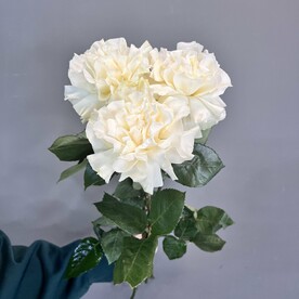 Французские розы