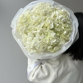 Гортензия белая в упаковке