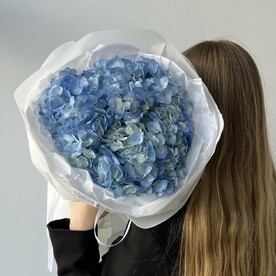 ГОРТЕНЗИЯ СИНЯЯ 3 шт