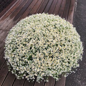 Огромное облако ромашек в корзине