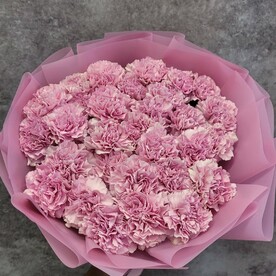 25 розовых диантусов (гвоздик)