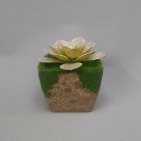 Эчеверия искусственная