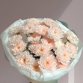 Персиковая хризантема