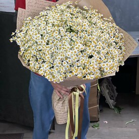 Букет из 51 ромашек