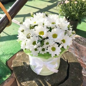 Коробка с хризантемой ромашковой