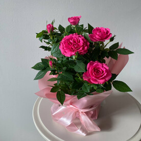 Роза малиновая в горшке для мамы
