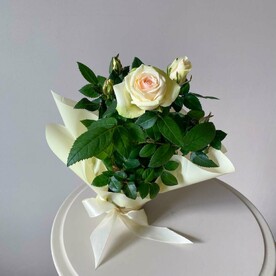 Роза кремовая в горшке для мамы в подарок