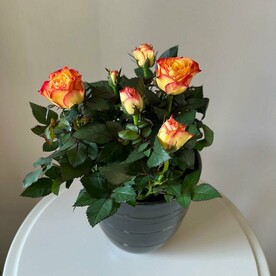 Роза кустовая в керамическом кашпо