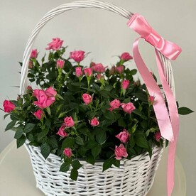 Розы в горшках и плетеной корзине со мхом, ко дню учителя