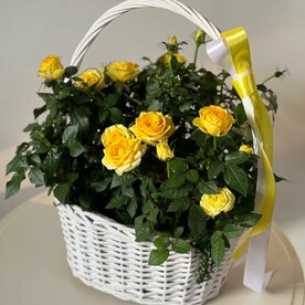 Садовые пионовидные розы в горшках и корзине