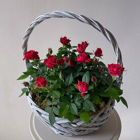 Корзина с красными горшечными розами для мамы в подарок