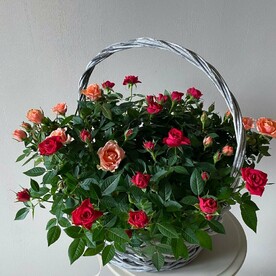 Пышная корзина с розами в горшках
