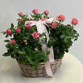 Садовые розы в горшках и в корзине