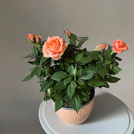 Персиковая роза в керамическом кашпо