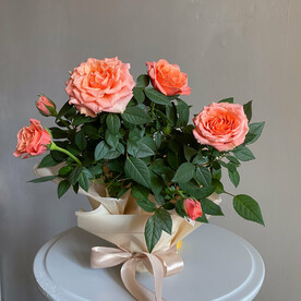 Роза персикового цвета в горшке