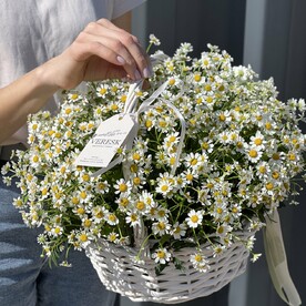 Корзина с полевыми ромашками