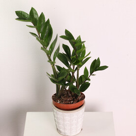 Замиокулькас