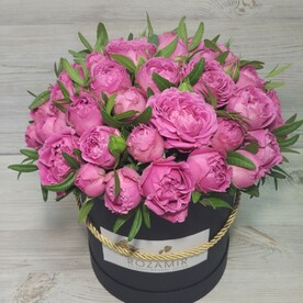 Бабблз в шляпных коробках