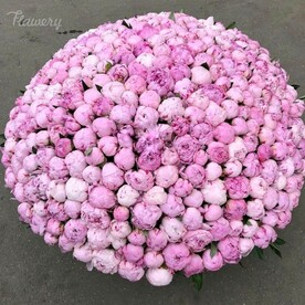 Пионы 251 сара бернар.