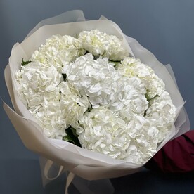 Гортензия белые