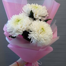 Хризантема 3