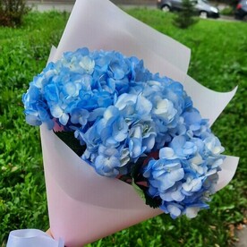 3 голубых гортензии