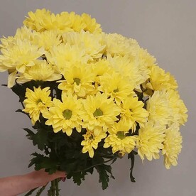 Хризантема кустовая