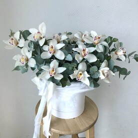 Стильные Орхидеи в коробке