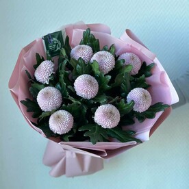 Хризантема момоко