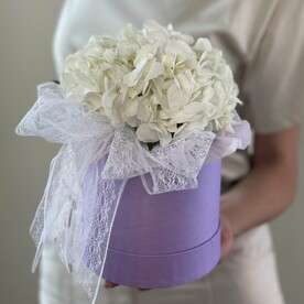 Гортензия белая в коробочке