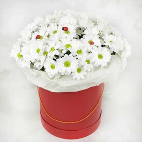 15 белых кустовых хризантем в красной шляпной коробке