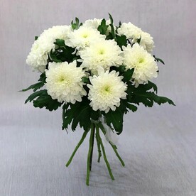 Букет из 9 белых хризантем