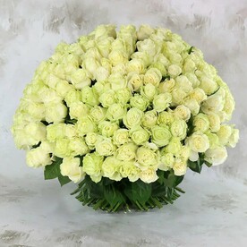 251 роза - Аваланж Россия 60 см