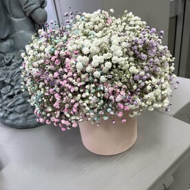 Гипсофила в коробке