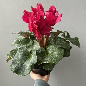 Цикламен «Карминово-красный»