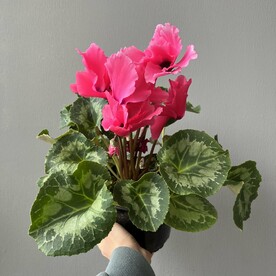 Цикламен «Персидский розовый»